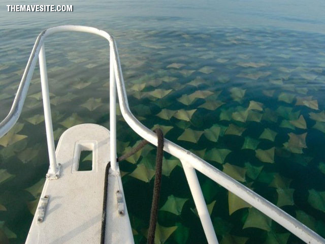 SchoolOfStingrays.jpg