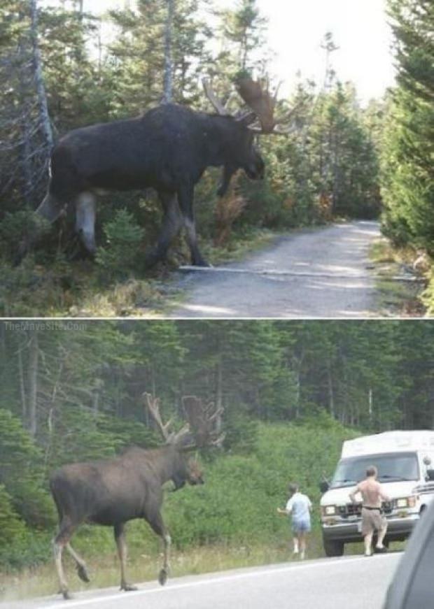 BigMoose.jpg