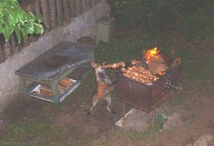 HungryFox.jpg