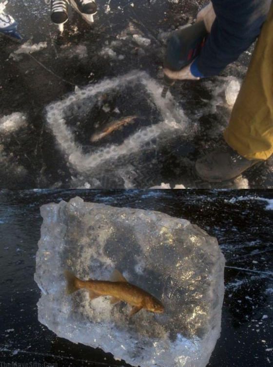 FreshFrozenFish.jpg