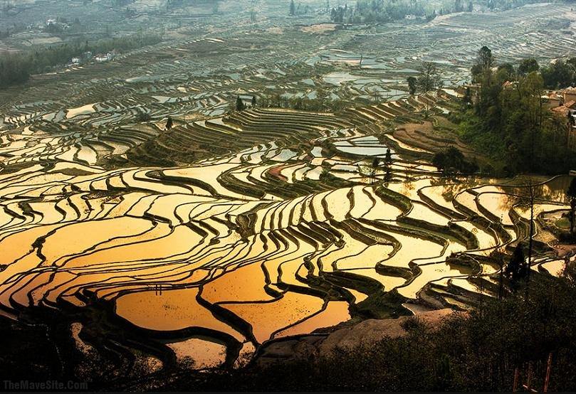 VietnamRiceField.jpg