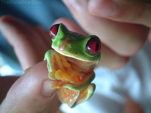ThingsDontHaveToBeSoftAndCuddlyToBeCute.jpg