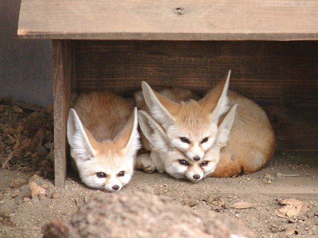BabyFoxes.jpg