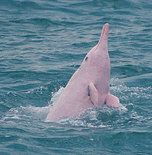 pink_dolphin.gif